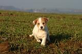 JACK RUSSEL 362